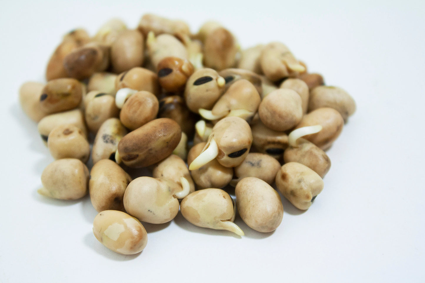 Bean, Fava