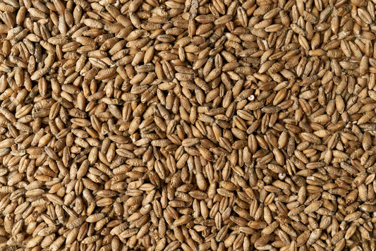 Triticale