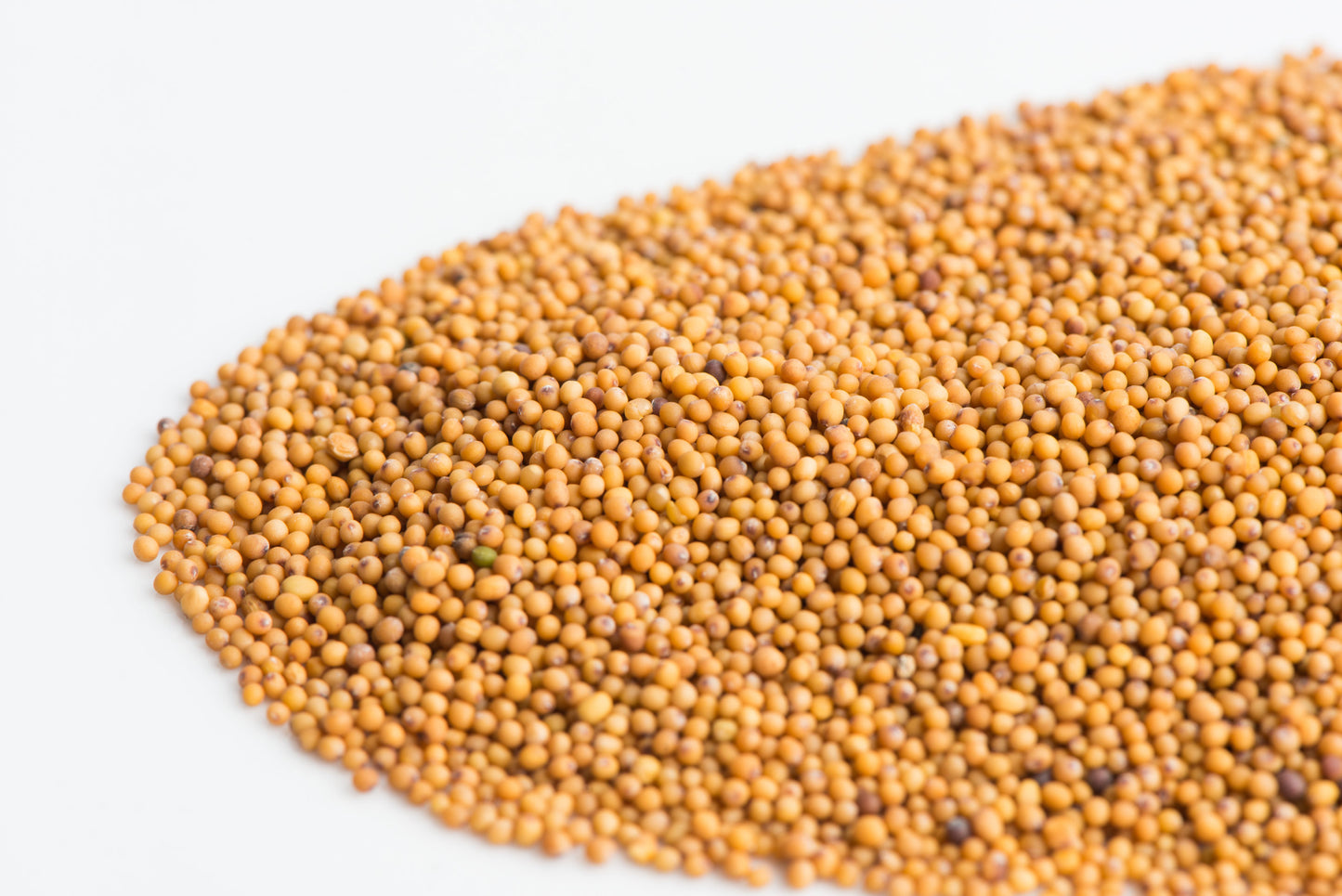 Mustard, Oriental Wasabi